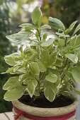 Ocimum basilicum 'Pesto Perpetuo' (Weißbuntes Basilikum)