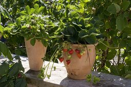 Fragaria 'Seskeep' syn 'Seascape' (Dauertragende Erdbeere)