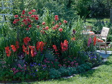 Dahlia (dahlias) Gladiolus (gladioli), Zinnia (zinnias), Geranium 'Rozanne'