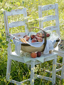 Picknick auf der Wiese mit weißen Stühlen, Korb mit Pfirsichen
