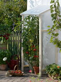 Homemade rain cover for tomatoes on the terrace