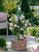 Mandevilla Sundaville 'Cream Pink' (Dipladenie) in Terracotta-Kübel