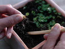 Sowing of month strawberries