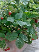 Sowing strawberries of the month (12/12)