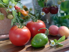 Red tomatoes (Lycopersicon) and a green pepper (Capsicum)