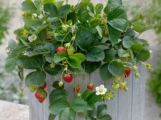 Fragaria 'Seskeep' syn. 'Seascape' (long-lasting strawberry)