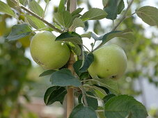 Malus 'Winter Banana' (winter banana apple)