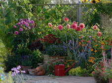 Dahlia 'Lady Darlene' - Orange Schmuckdahlie, 'Peter' - Lila Balldahlie