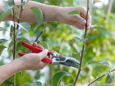 Sommerschnitt an Pyrus (Birnbaum) mit Gartenschere