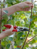 Sommerschnitt an Pyrus (Birnbaum) mit Gartenschere