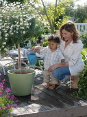 Little boy watering daisy tree on the terrace