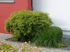 Kiesbeet mit Pflanzinsel: Fargesia (Bambus)