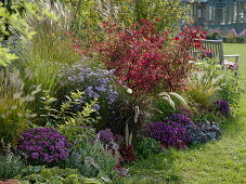 Autumn border with Euonymus alatus and Aster with bench