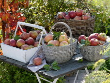 Apples in varieties in baskets on wooden table