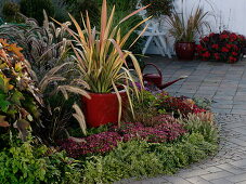 Phormium 'Jester' (New Zealand flax) in a red pot in a border