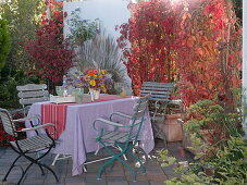 Privacy screen with wild vine on terrace