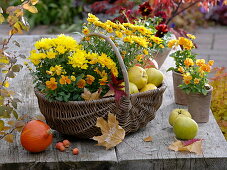 Chrysanthemum 'Yahou Apricot Golden' (Autumn Chrysanthemums), Viola