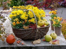 Chrysanthemum Yahou 'Apricot', 'Golden' (Herbstchrysanthemen), Viola