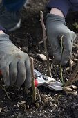 Pruning roses in autumn