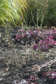 Pruning roses in autumn