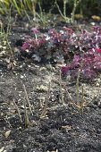 Pruning roses in autumn