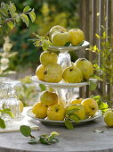 Apple quinces on a self-made etagere made of glasses