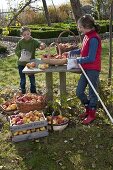 Girl picking apples