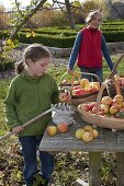 Girls picking apples