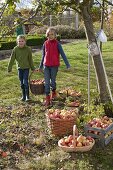 Girls harvesting apples