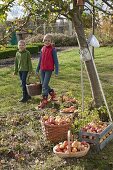 Girls harvesting apples