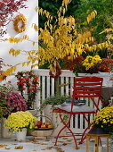 Yellow-red autumn balcony with Kurile cherry, ornamental cherry