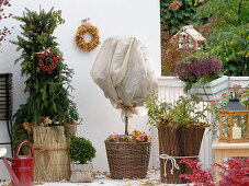 Roses in a bucket winter packed with sticks, straw mats, leaves