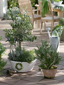 Olive trees underplanted with herbs