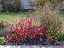 Autumn border with bright red Berberis thunbergii 'Atropurpurea' (Barberry)