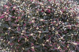 Alternanthera 'Jewel' (Papageienblatt)