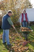 Man gathering leaves, woman driving wheelbarrow with autumn leaves
