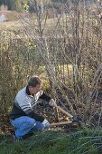 Cut back old woody shrubs to rejuvenate them