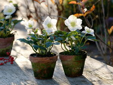 Helleborus niger 'Christmas Star Princess' (Christmas roses) in clay pots