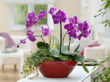 Phalaenopsis (Malayenblume, Schmetterlingsorchidee), Pilea depressa