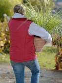 Frau hält Cortaderia selloana 'Pumila' (Mini-Pampasgras) im Arm