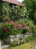 Rosen auf Trockenmauer aus Granit