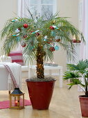 Christmas Phoenix roebelenii (dwarf date palm) in a red planter