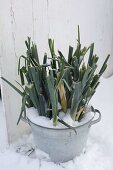 Zinc bowl with leek (Allium porrum)