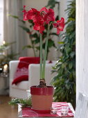 Plant red amaryllis 5/5