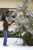 Woman shaking snow with broom from Tsuga canadensis (Hemlock fir)