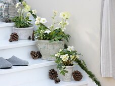Helleborus niger 'Christmas Star Princess' (Christmas roses) in rustic pots