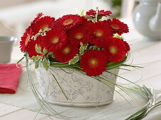 Arrangement of gerbera 'Germin Grappa' (mini gerbera), Pittosporum