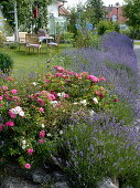 Garten eingefaßt mit einer Hecke aus Lavandula (Lavendel) und Rosa