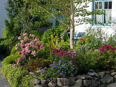 Dry stone wall made of natural stones, ginkgo biloba (fan tree)