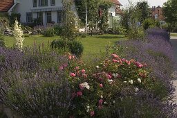 Garden edged with a hedge of Lavandula (lavender) and pink